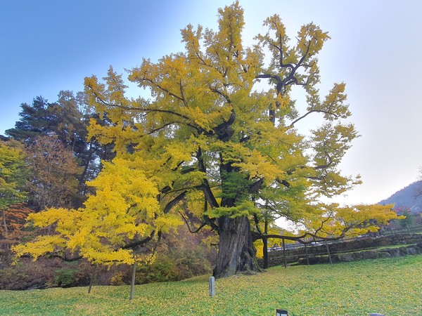 11월1일 영동 영국사 1천살 은행나무가 노란 단풍으로 곱게 물들어 절정을 보이고 있다. / 손근방기자