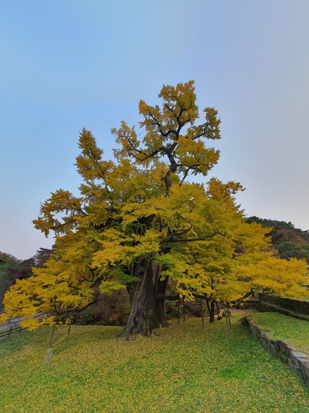 11월1일 영동 영국사 1천살 은행나무가 노란 단풍으로 곱게 물들어 절정을 보이고 있다. / 손근방기자  